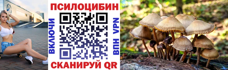 где купить   Кохма  Псилоцибиновые грибы Psilocybe 